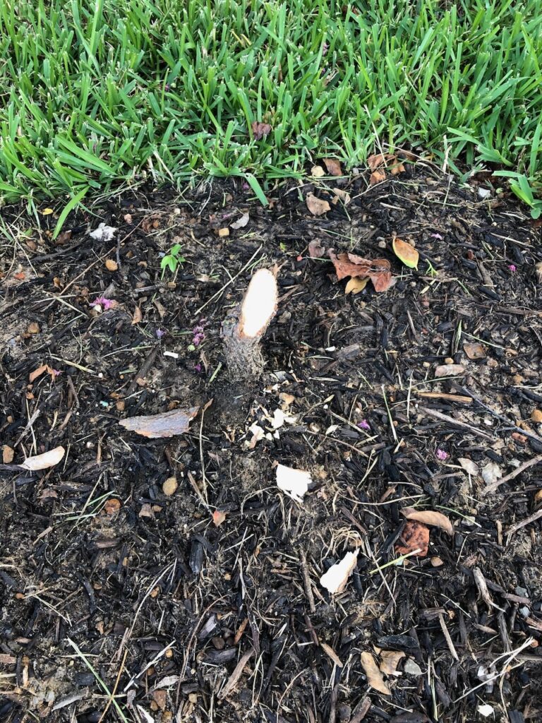 Wildlife - beaver damage