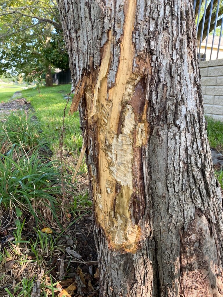 Wildlife - beaver damage