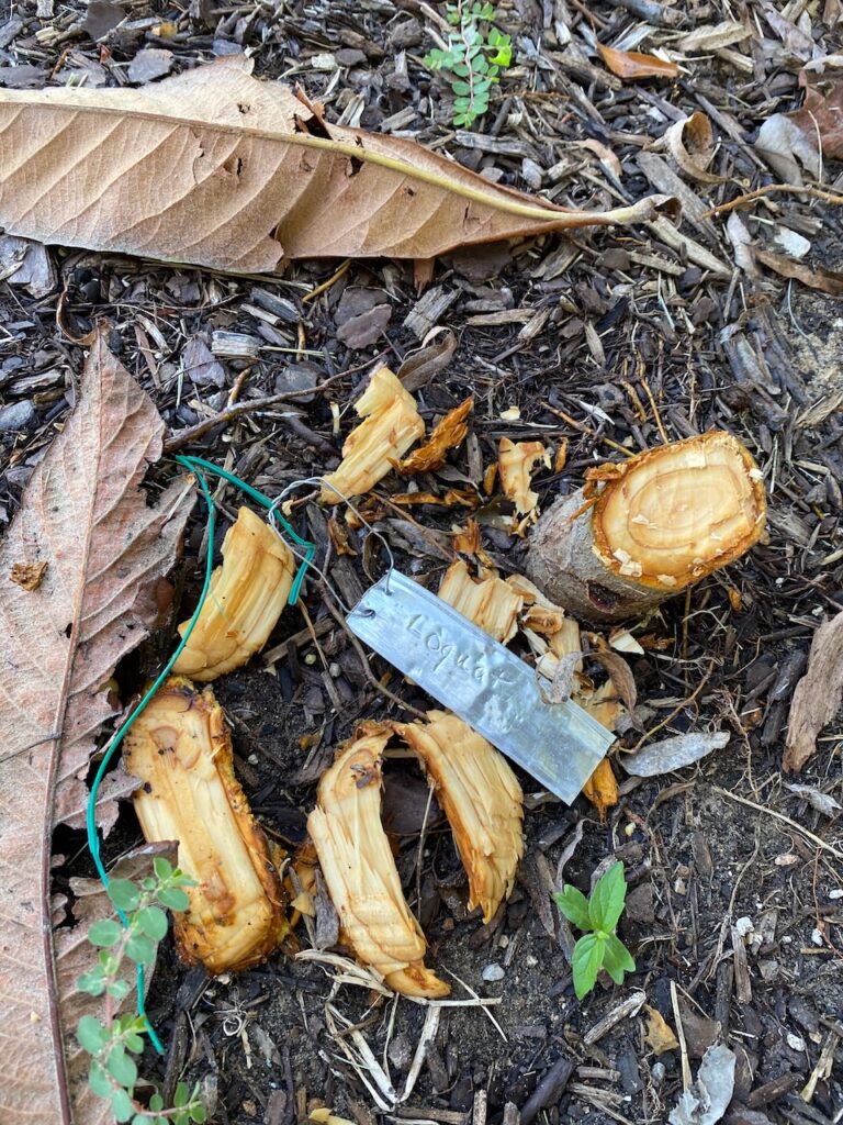Wildlife - beaver damage